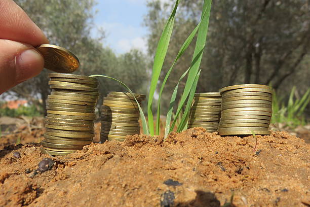 Fodder Cost Saving Tips With Corn Silage In India