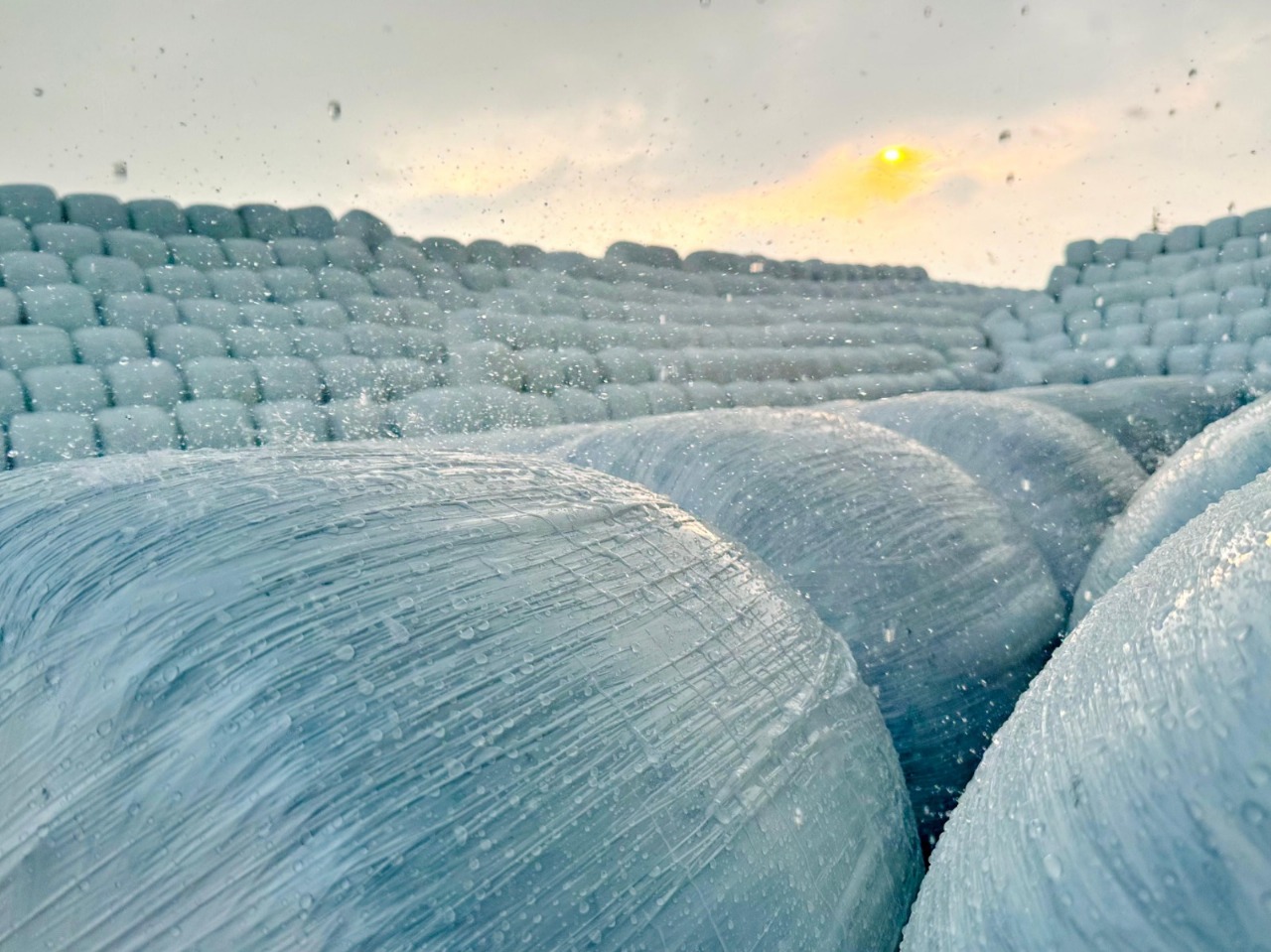 Harvesting Corn For High Quality Silage