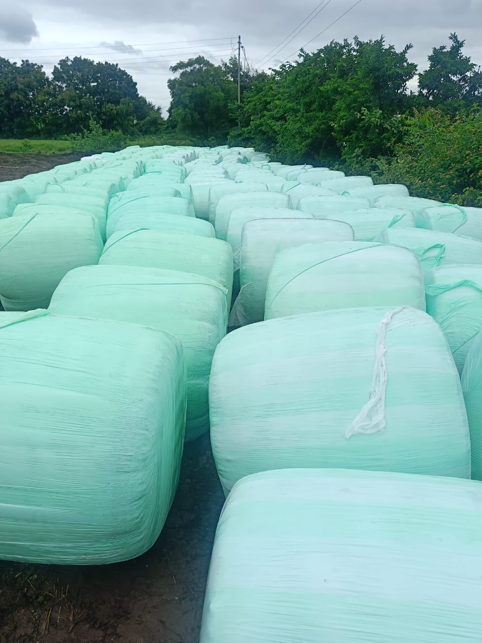 Corn Silage Making And Packing Process