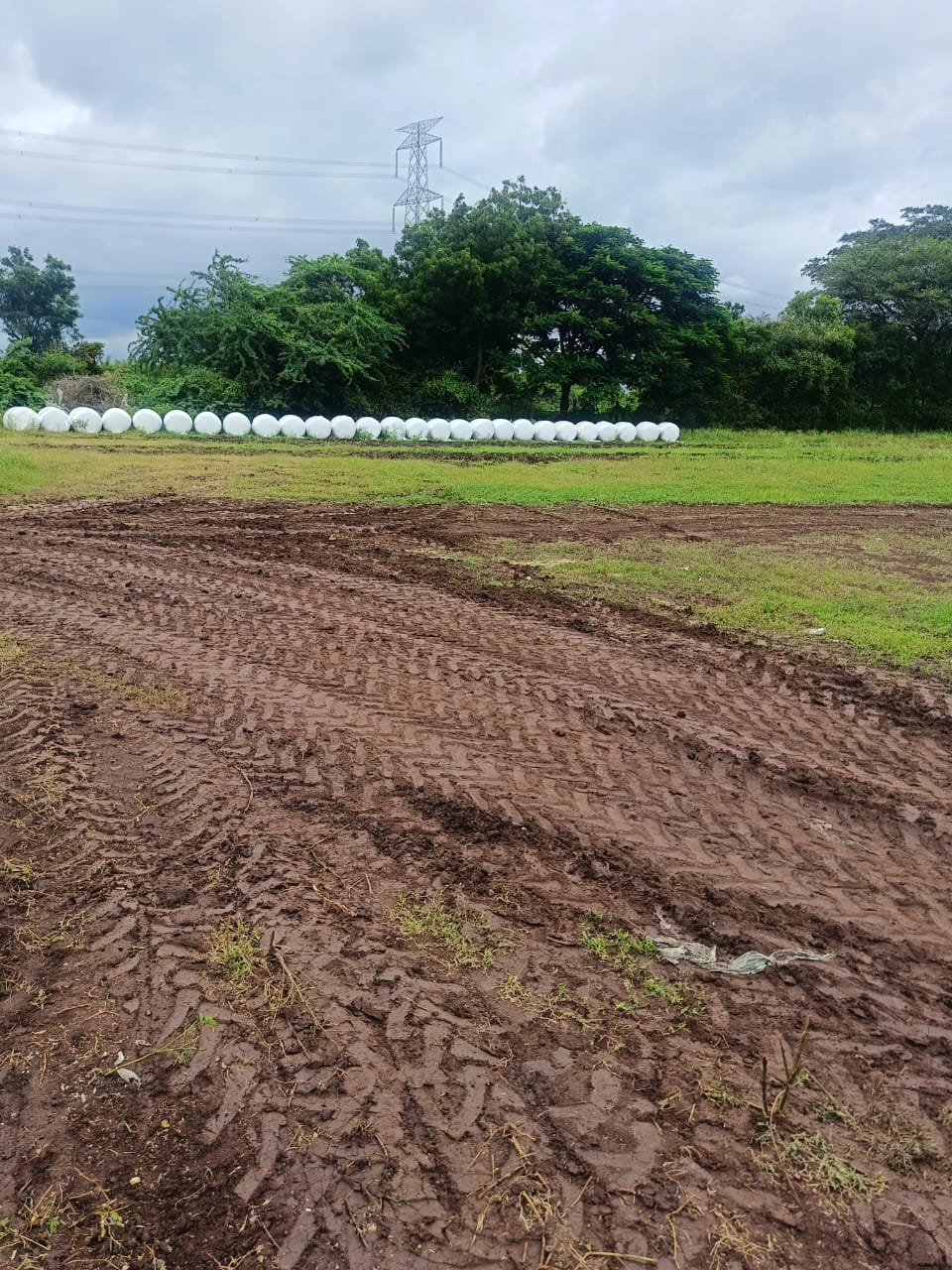 Healthy Dairy Cow After Feeding Silage