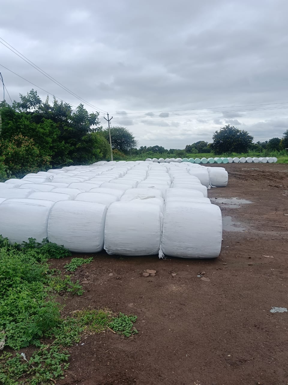 Corn Silage And Fodder Storage Facility