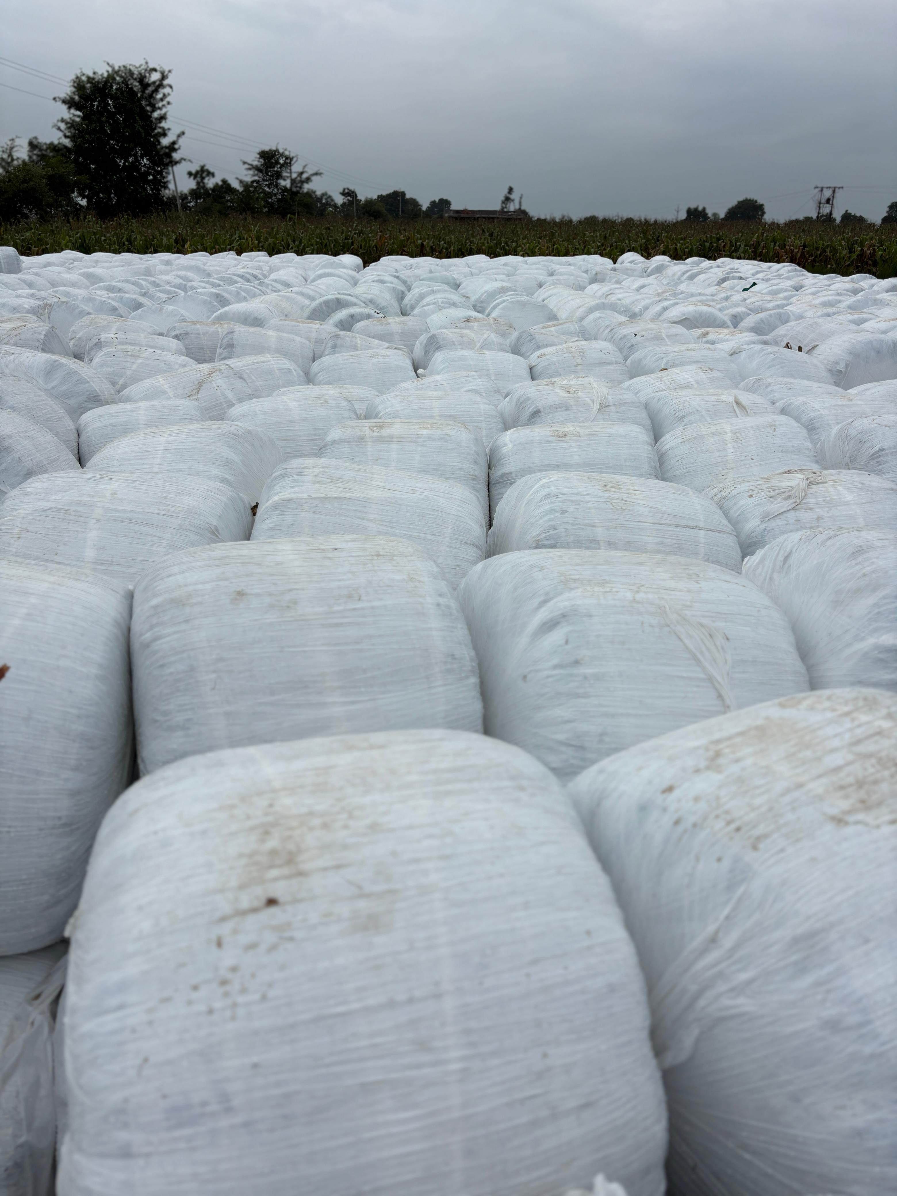 Milk Cans Representing Improved Milk Yield
