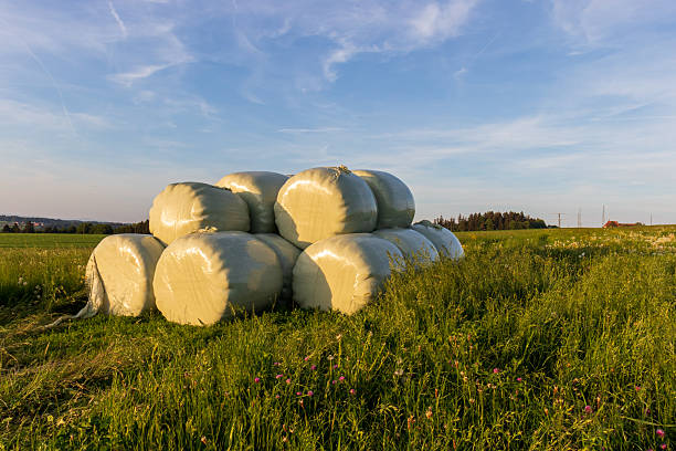 Silage Bales Stored Safely In The Field – Tap To Chat On WhatsApp