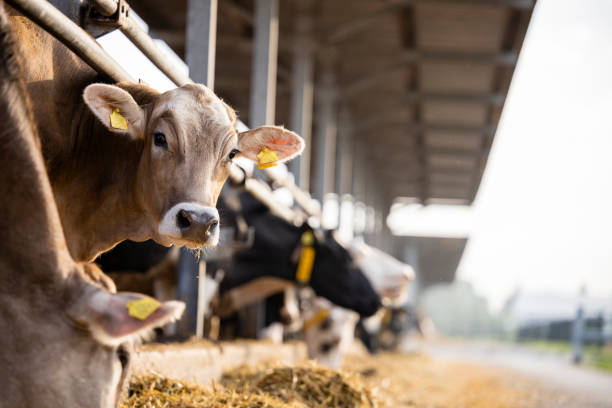 Corn Silage Superfood Feeding Dairy Cattle In India